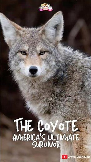 The Coyote – America’s Ultimate Survivor #funfacts #wildlife
