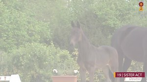 Bewegungsstarke Tochter des Sir Donnerhall I Powerfully moving daughter of Sir Donnerhall I Auction Day 7th july 2020 More Infos dsp.horse24.com | Deutsches Sportpferd DSP | Facebook