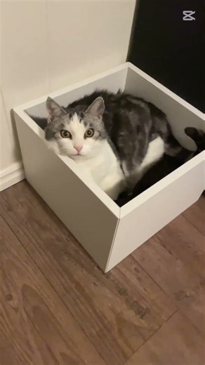 Cat 🐈👍#gaming #funny #cat #setup #cool