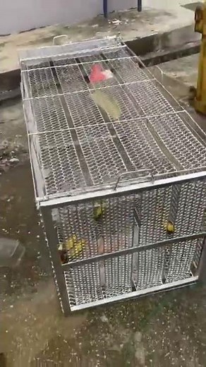 How to Trap Monkeys | #shorts