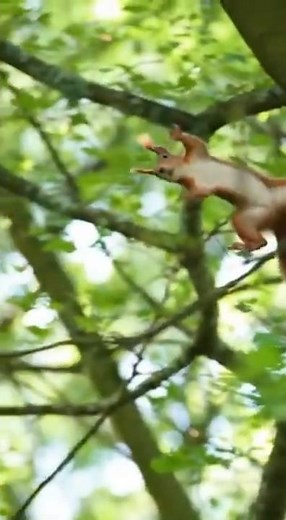 Squirrel Parkour Gone WRONG… but He Plays It Cool 😂🐿️💥