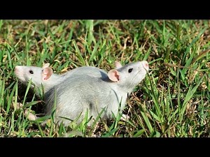 How to Leash & Harness Train a Rat | Pet Rats