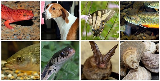 LIST: All about Virginia’s official state animals