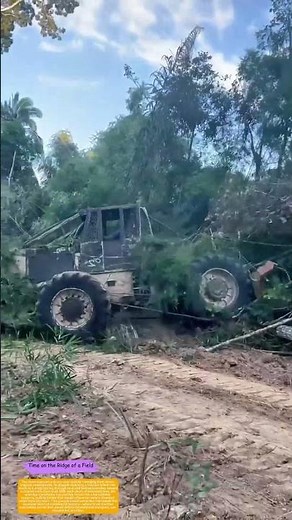 How a Skidder Hauls Felled Timber From Forest Depths to Roadside