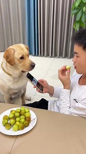 Dog Thank you for not forgetting to deal with me, a beggar, even in your busy schedule 😅 #viral #reel #puppy #gouzi | Rourou Dog