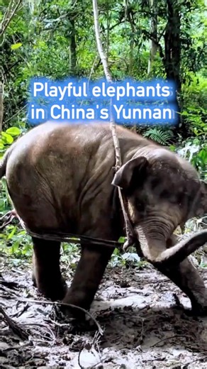 33K views · 250 reactions | Enjoy adorable moments of these playful wild Asian elephants in China's Yunnan. #China #wild #elephant #rescue #animals | China Xinhua News | Facebook