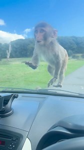 Feeling very lucky🙏😂 Experience monkey mayhem along with your Festival of Light ticket and get an exclusive 5% off tickets!🎟️👉 picniq.uk/FestivalOfLight2024 #longleat #monkeys #safari #safaripark #animallover #animals #cute #daysout #fun #family | Picniq