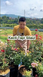 Mawar Baby Kuning Bikin Mata Kepincut!