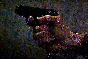 Nicolas Provost: Stardust