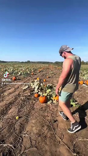 10K views · 243 reactions | Letting our chickens get creative  | Green Meadows Petting Farm Wisconsin | Facebook