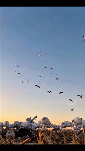 Best Goose Hunting Moments You'll Ever See! #birdhunting #hunting #duckhunting #goosehunting