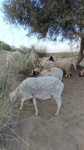 Sheep mating video process in jungle |Animal breeding zone.
