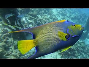 Bonaire Scuba Compilation: 10 Dives in 30 Minutes