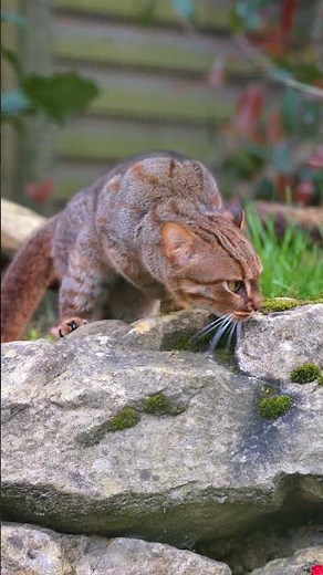 Meet the world’s SMALLEST cat 🤩