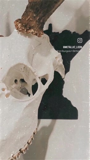 European Skull Mount Hanger 12ga - Etsy