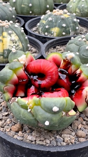 411K views · 3.3K reactions | Astrophytum asterias｜#alien #cactus #succulent #potted #plant #AI #Art｜SprezeLand | 張春風 | Facebook