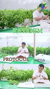 How to Grow Unlimited Kangkong at Home | Easy & Fast Hydroponics Guide by Katanim