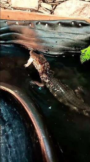 “Dwarf Caiman: Small but Powerful Crocodilian”