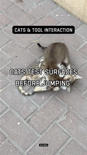 Cats test surfaces before jumping. Stability matters more than height.