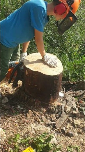 pine tree cutting #treecutting #satisfying #nature #garden #viral #shorts #woodworking #tree #palm