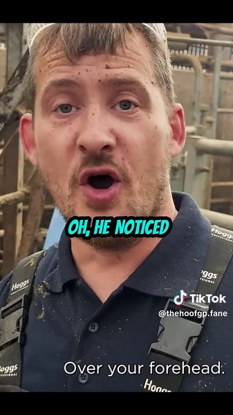 How We Treat Cow Hoof Problems_ Step-By-Step