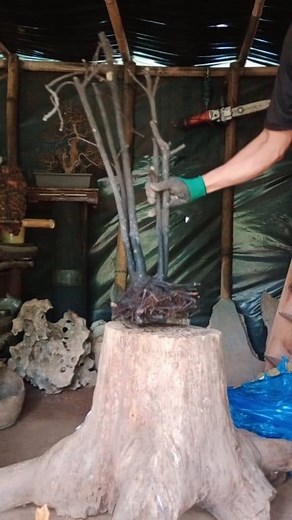 yellow top bantolinao nga ang dumating #material | Bonsai Nursery Ph