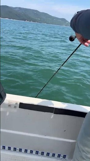 Live Short [Check the link to see me catch two sea bream in the full video]