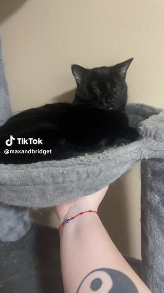 Boing Bridget: The Playful Boing Cat Adventure