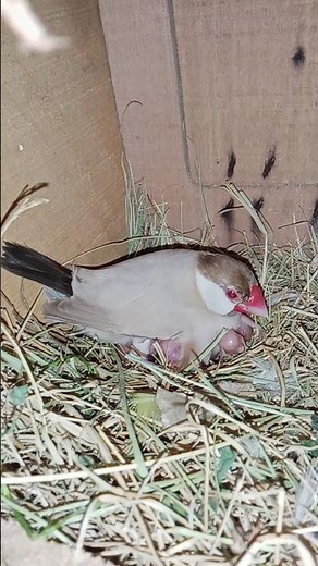 Java Sparrow Breeding Season 2025 | Eggs to Baby Chicks 🐦