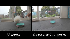 Paws up with Lottie at 10 weeks and 2 years and 10 weeks of age 🥰🐾 . . Soho Poms London #pomeranianpuppy #puppylove #dogtraining #tricktraining #pomtricks #dogtricks #PawsUp | Fun Trick Dog Training