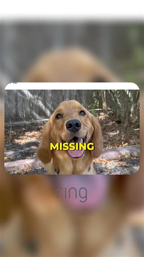 This App Finds Missing Dogs With AI