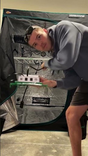 First grow in a tent, all set up!