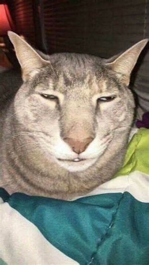 Anabul Gemoy Check! ✅