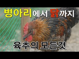 병아리에서닭까지 육추의모든것
