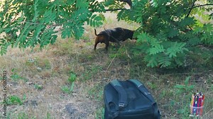 hunting dachshund dog looking for prey in the grass on nature in the park