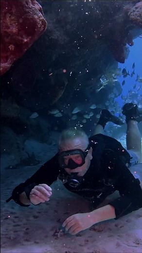 A Day of Diving in Cozumel | Marine Life & Caribbean Waters - PonteBuzo Mexico