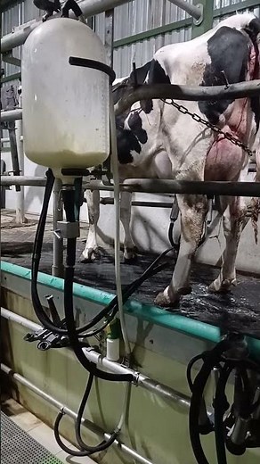 First Milk After Birth – Cow Milking Colostrum for Newborn Calf! #cows #newborncalf #cow #nature