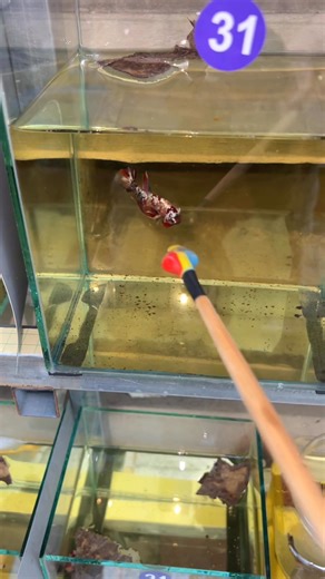 Galaxy copper | Betta Celo