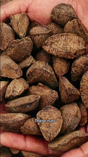 These Nuts Jeopardy! Compilation 🥜🌰🐿️