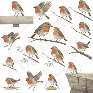 Red Robin PNG Pack – 15 Watercolor-style European Robin Illustrations, Transparent Background, Commercial Use - Etsy