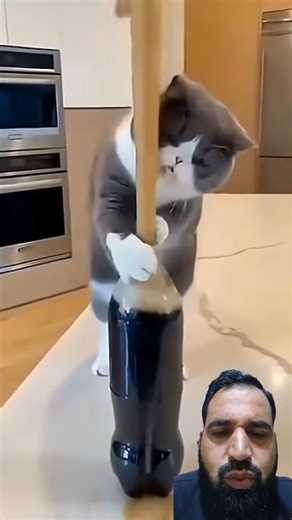 #funnycat #catreaction #catprank #viralshorts #shorts #funnyanimals #catvideos #lol #trending #usa