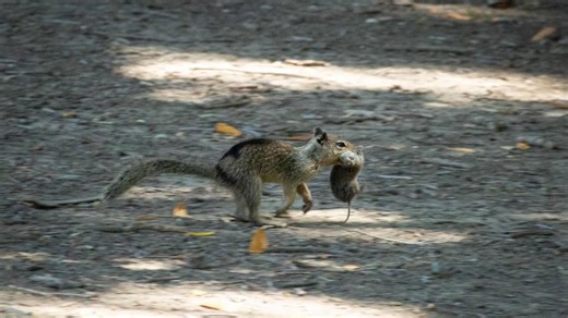 These Squirrels Are Hunting and Eating Meat and Scientists Only Just Noticed