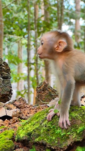 6K views · 146 reactions | Lynx cry ask mom to come back | BB Monkey Lucie | Facebook