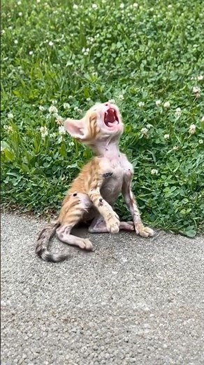 Crying Injured Kitten on the Street 😭 A Kind Human Changed Its Life Forever #cat #cats #kitten #usa