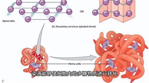 PAS染色，糖原染色，又称碘酸雪夫染色。