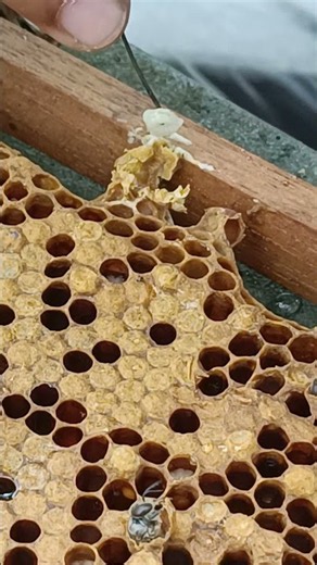 Queen Cell Control | Managing Queen Cells for a Strong Future Colony 🐝