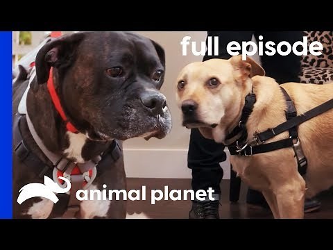Stella's Wedding Diet and An Overweight Boxer | My Big Fat Pet Makeover (Full Episode)