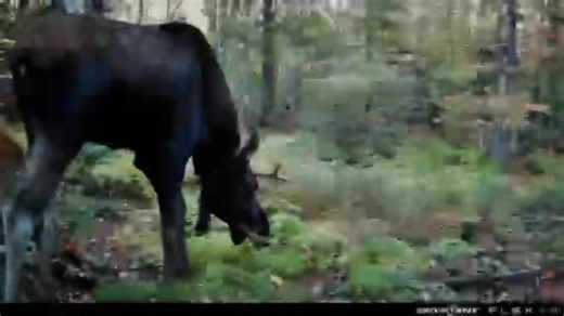 3.1K views · 74 reactions | A young bull moose in Rutland County 龜 The moose rut in Vermont occurs from mid-September to mid-October, a period of high activity for bulls, who thrash trees, dig scent pits, and call out to attract females. 癩 | Protect Our Wildlife Vermont | Facebook