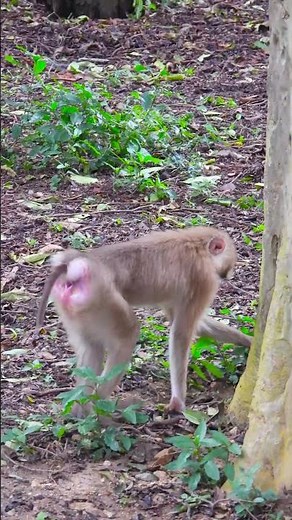 A Closer Look at Monkey Intelligence and Problem Solving