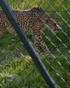 Know an animal lover who’d love to work with some of the most fascinating species in the world? Now they can, with our new range of animal experiences at Bristol Zoo Project. | Bristol Zoo Project